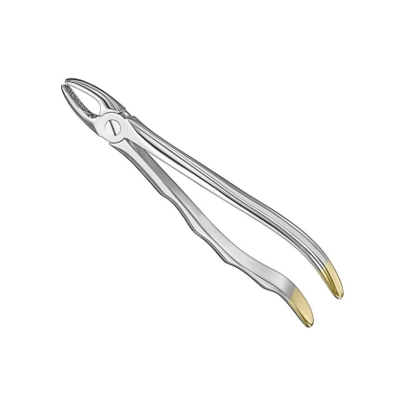Extracting Forceps, Anat.